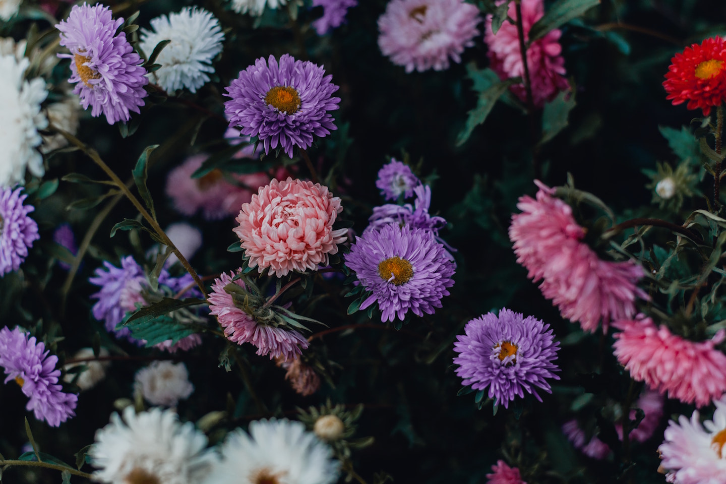 Image: mass of purple, pink and white daisy, cheerful and wild.